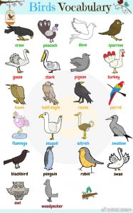 ​孔雀用英语怎么说？鸟类相关英文的全部表达在这里！