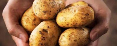 ​土豆种子发芽了伴随着发霉了怎么办 冬季怎样储存土豆预防发芽