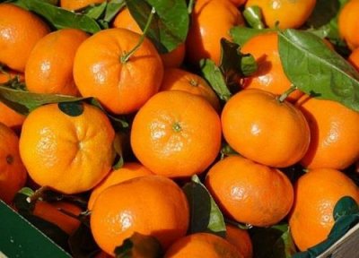 ​橘子怎么分公母哪个甜（辨别橘子的公母方法）