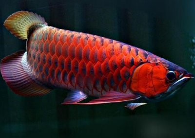 ​红龙鱼的风水学应用-红龙鱼的养护