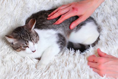 ​被猫抓破了怎么办 被猫抓伤后如何处理？