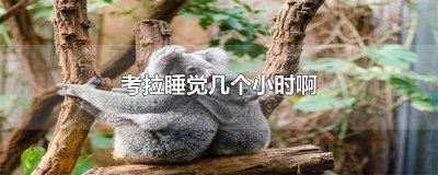 ​考拉每天睡觉时间 考拉的睡眠时间是多少