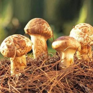 ​十大名贵菌类（十大名贵菌类价格表）