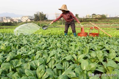 ​尿浇菜正确方法（尿浇菜效果怎么样）