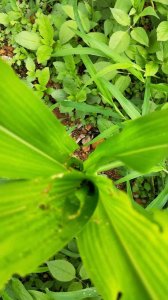 ​玉米生虫子了用什么方法去除（防治玉米虫害的窍门）