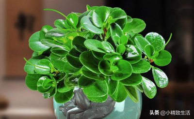 ​电脑宝贝是什么植物（豆瓣绿比绿萝文竹更适合放书桌）