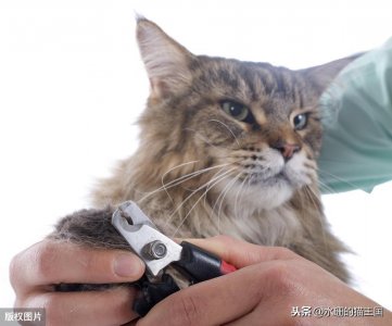 ​怎么给小猫剪指甲图解（养猫新手也能轻松给猫剪指甲）