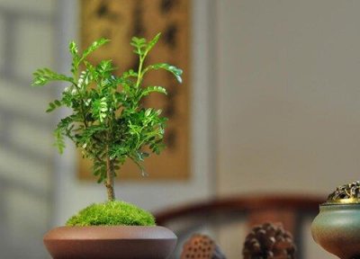 ​清香木在家里有忌讳吗（家养清香木有什么好处）