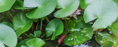 ​立夏节气的特点