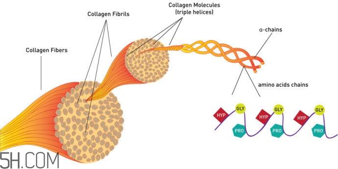 怎样可以增加皮肤胶原蛋白 让皮肤胶原蛋白充沛的方法 怎样可以增加皮肤胶原蛋白 让皮肤胶原蛋白充沛的方法