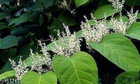 白藜芦醇的功效和作用 白藜芦醇的功效和作用