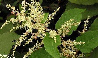 白藜芦醇的功效和作用 白藜芦醇的功效和作用