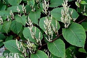 白藜芦醇的功效和作用 白藜芦醇的功效和作用