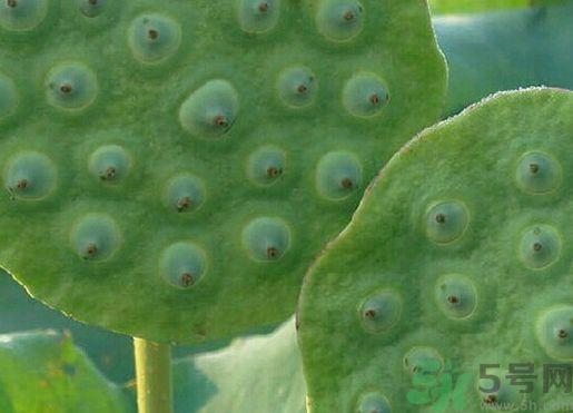 莲蓬可以多吃吗?莲蓬吃多了会怎么样? 莲蓬可以多吃吗?莲蓬吃多了会怎么样?