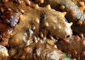 海参可以天天吃吗?海参能每天吃吗? 海参可以天天吃吗?海参能每天吃吗?