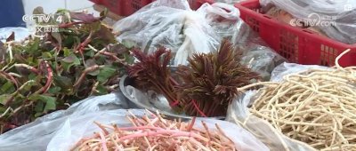 ​“春日经济”热力十足 “赏花+”融合焕新创造发展场景式消费新机遇