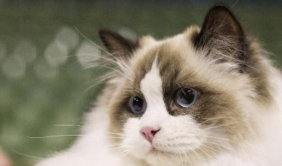 ​宠物级布偶猫也可以爆毛，养宠物级布偶猫的朋友，get起来吧！