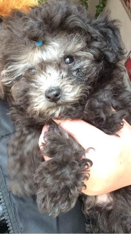 女孩冬天给泰迪剃毛,没想到不但没提升颜值,还生出了“变态毛”