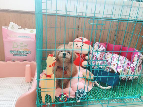 女孩冬天给泰迪剃毛,没想到不但没提升颜值,还生出了“变态毛”