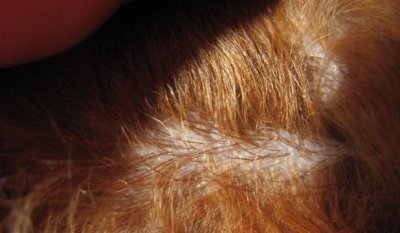 女孩冬天给泰迪剃毛,没想到不但没提升颜值,还生出了“变态毛”