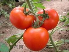 赛贝格vc粉多少钱?赛贝格vc粉价格 赛贝格vc粉多少钱?赛贝格vc粉价格