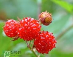 覆盆子可以直接吃吗?覆盆子可以生吃吗? 覆盆子可以直接吃吗?覆盆子可以生吃吗?