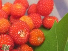 覆盆子可以直接吃吗?覆盆子可以生吃吗? 覆盆子可以直接吃吗?覆盆子可以生吃吗?