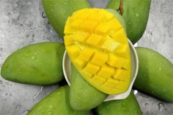 青芒果没熟吃了会中毒吗 青芒切开太生了怎么办 青芒果没熟吃了会中毒吗 青芒切开太生了怎么办