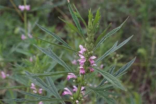 益母草能空腹喝吗 益母草是饭前吃还是饭后吃