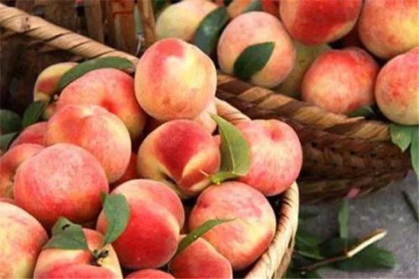 桃子需要放冰箱吗 桃子怎么储存
