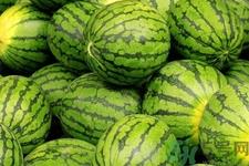 口腔溃疡可以吃西瓜吗？口腔溃疡能不能吃西瓜？