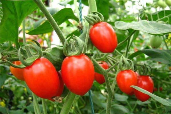 圣女果放冰箱可以保存多久 看冷藏还是冷冻