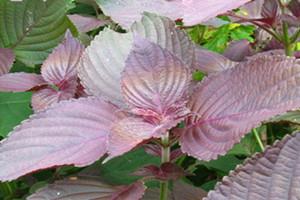 紫苏可以治感冒吗 紫苏治感冒配方