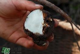 水马蹄是什么东西?水马蹄的功效与作用