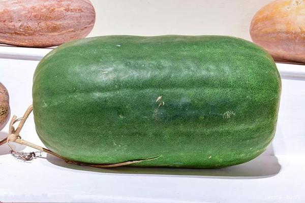 冬瓜会不会胀气 冬瓜会不会回奶 冬瓜会不会胀气 冬瓜会不会回奶