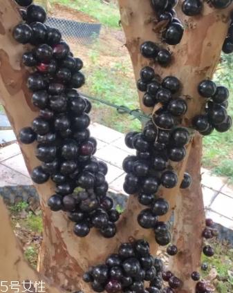 木葡萄的功效和作用 营养价值 木葡萄的功效和作用 营养价值