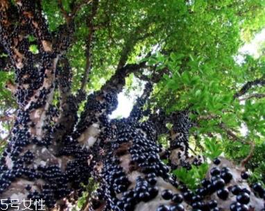 木葡萄的功效和作用 营养价值 木葡萄的功效和作用 营养价值