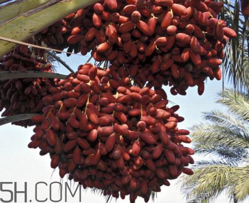 椰枣一天吃几个 椰枣一次吃多少 椰枣一天吃几个 椰枣一次吃多少