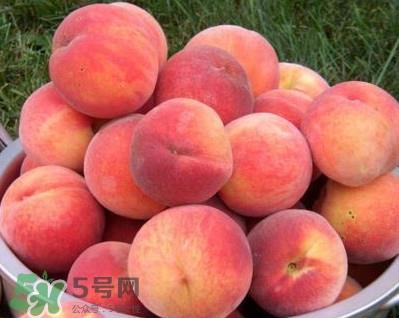 血桃几年挂果？血桃叶子什么颜色