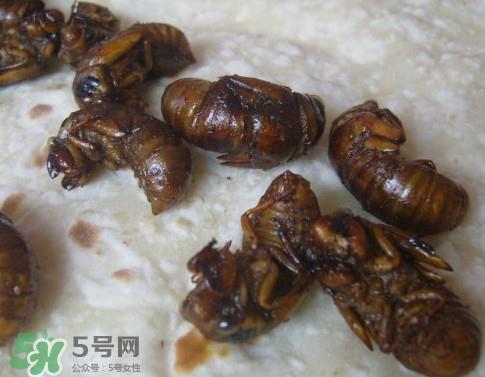 蝉蛹怎么抓？蝉蛹怎么找