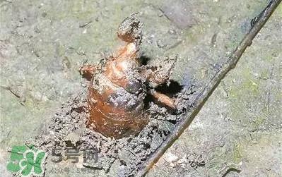 蝉蛹怎么抓？蝉蛹怎么找