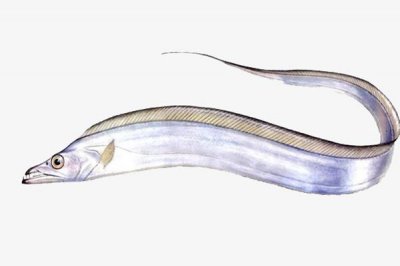 带鱼怎么处理干净 带鱼怎么做不腥