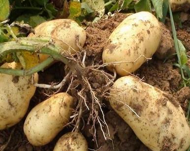 马铃薯是土豆吗？马铃薯是土豆还是红薯？