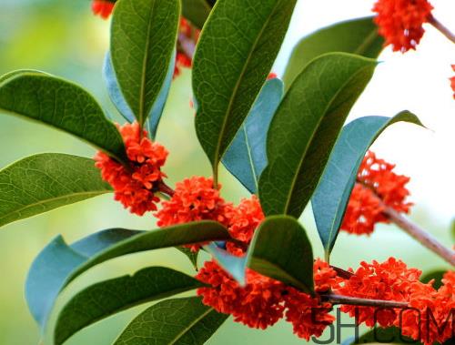 丹桂和金桂哪个好 丹桂和金桂的区别图片