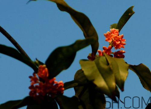 丹桂和金桂哪个好 丹桂和金桂的区别图片