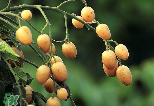 黄皮果什么品种最好吃？黄皮果吃多了会怎样