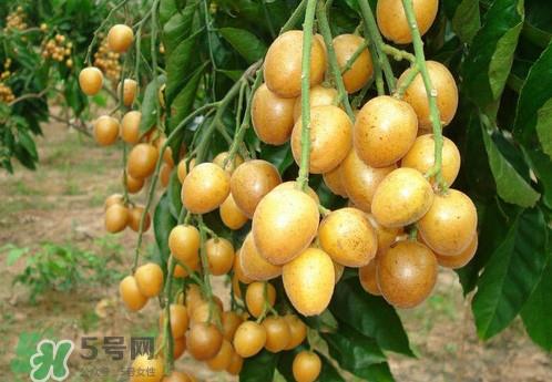 黄皮果什么品种最好吃？黄皮果吃多了会怎样