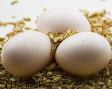 鸽子蛋不能和什么一起吃 鸽子蛋不能与什么同食