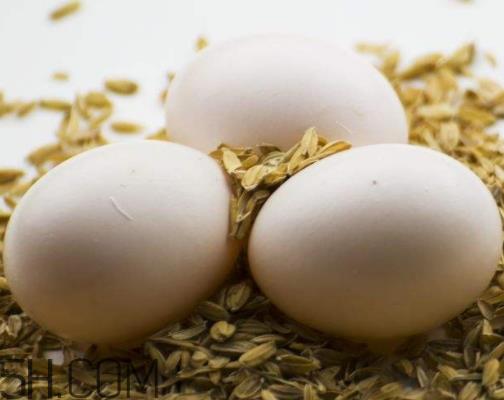 鸽子蛋不能和什么一起吃 鸽子蛋不能与什么同食