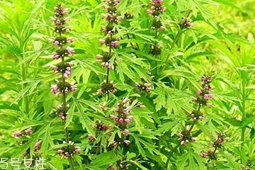 益母草是艾草吗 它们不一样 益母草是艾草吗 它们不一样